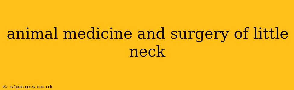 animal medicine and surgery of little neck