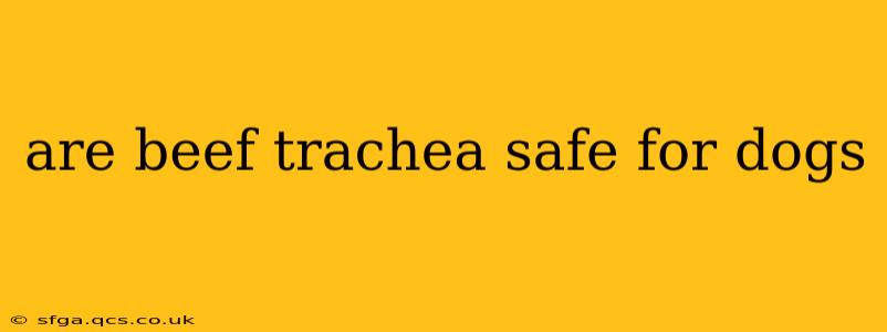 are beef trachea safe for dogs