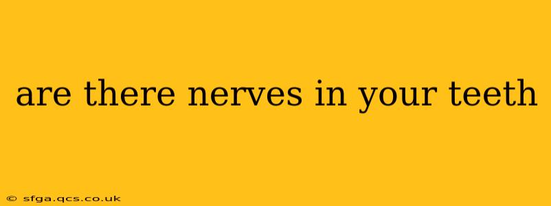 are there nerves in your teeth
