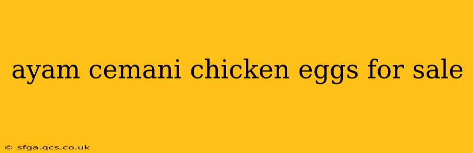 ayam cemani chicken eggs for sale
