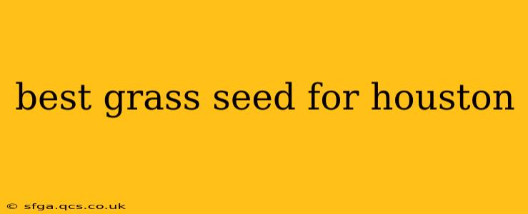 best grass seed for houston