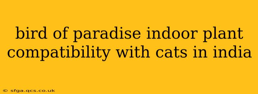 bird of paradise indoor plant compatibility with cats in india
