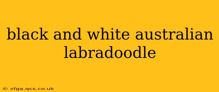 black and white australian labradoodle