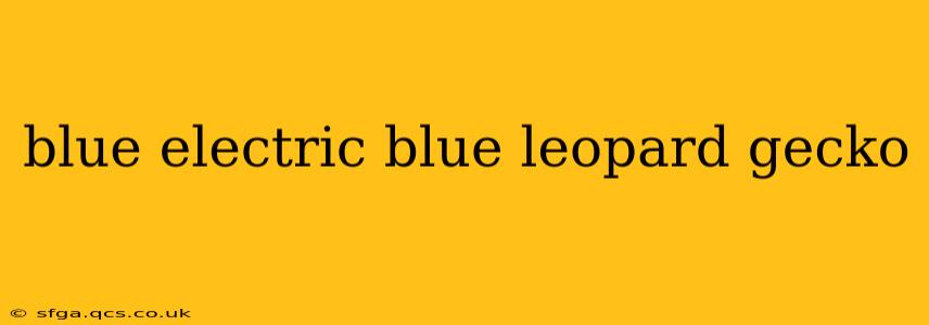 blue electric blue leopard gecko
