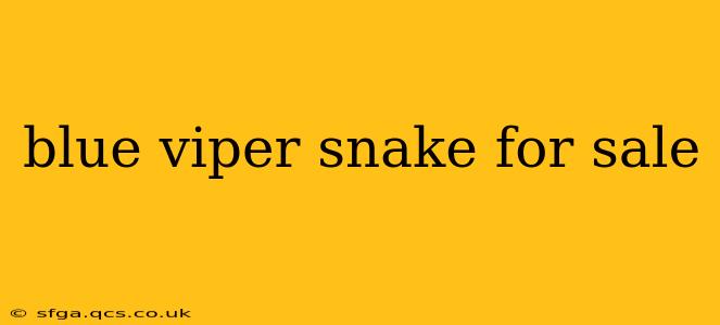 blue viper snake for sale