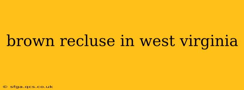 brown recluse in west virginia