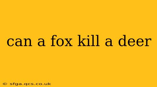 can a fox kill a deer