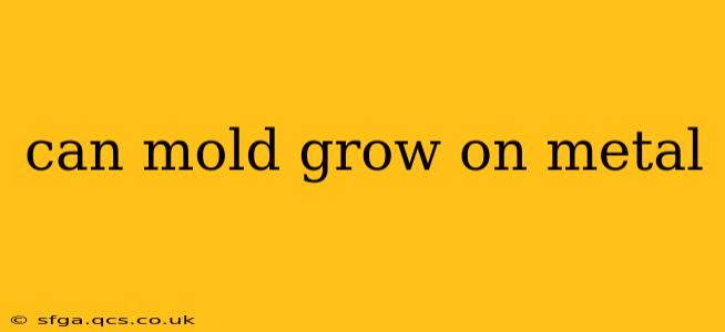 can mold grow on metal