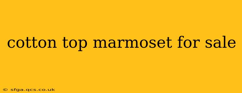 cotton top marmoset for sale