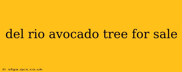 del rio avocado tree for sale