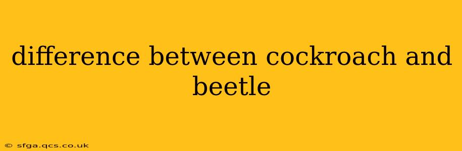 difference between cockroach and beetle