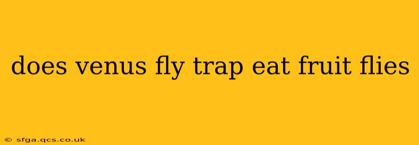 does venus fly trap eat fruit flies