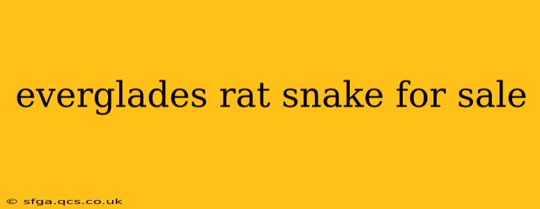 everglades rat snake for sale