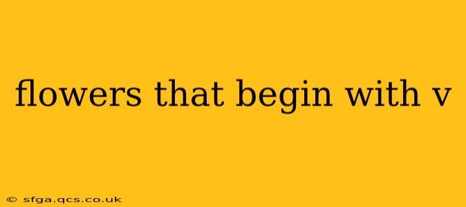 flowers that begin with v