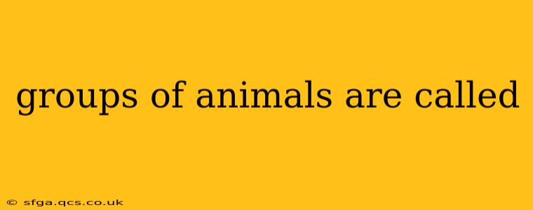 groups of animals are called