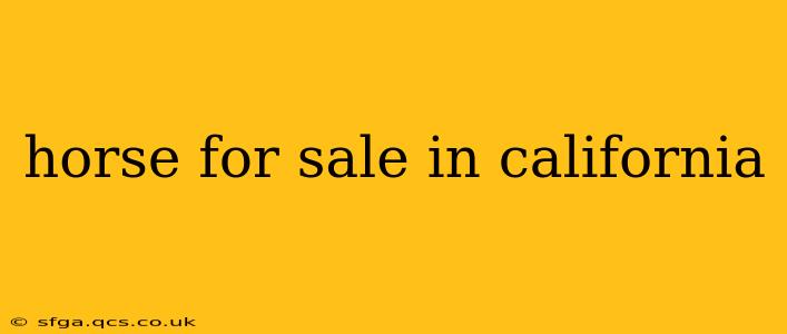 horse for sale in california