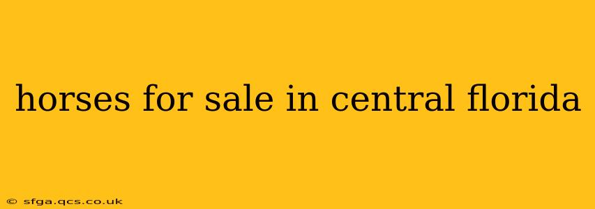 horses for sale in central florida