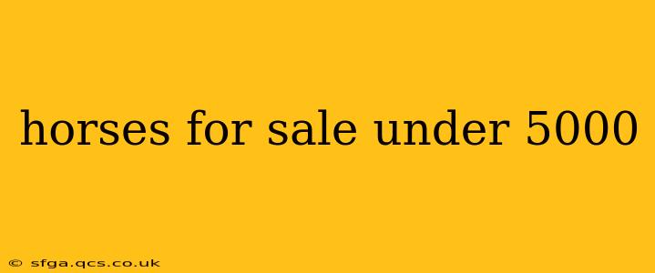 horses for sale under 5000