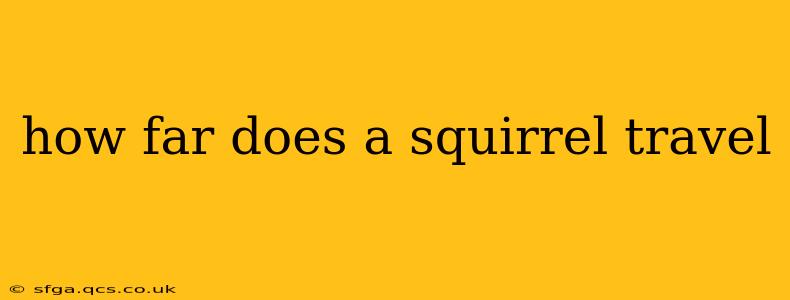 how far does a squirrel travel