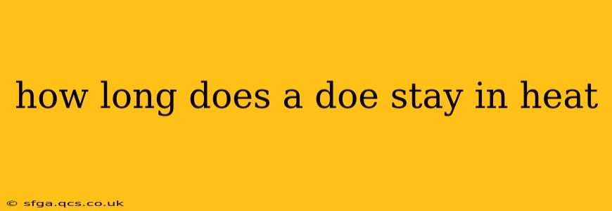 how long does a doe stay in heat
