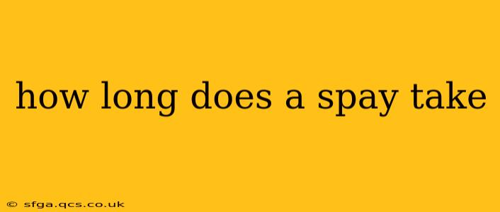 how long does a spay take