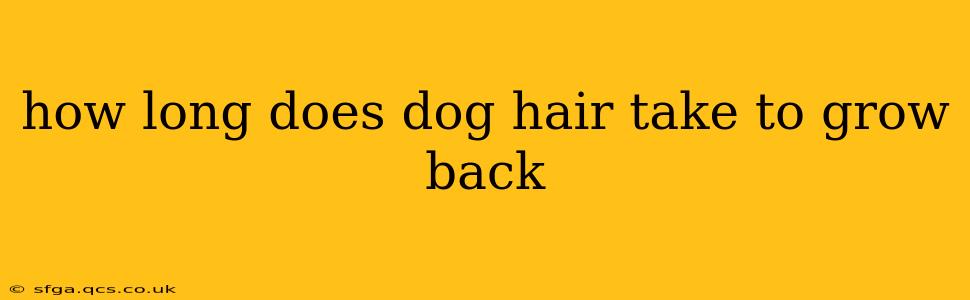 how long does dog hair take to grow back