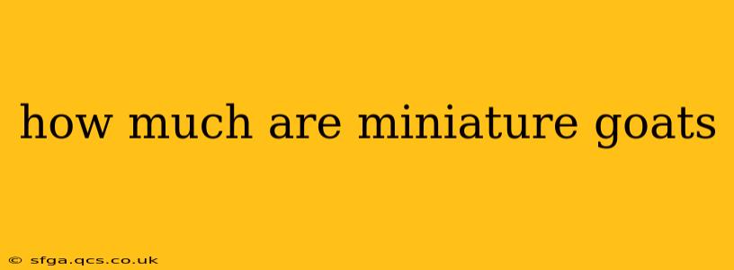 how much are miniature goats
