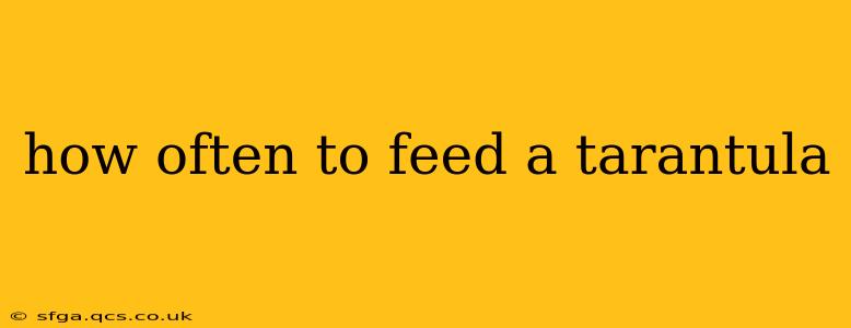 how often to feed a tarantula