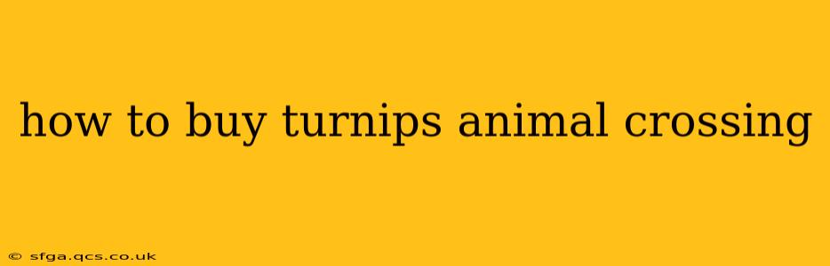 how to buy turnips animal crossing