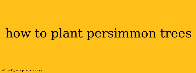how to plant persimmon trees