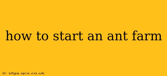 how to start an ant farm