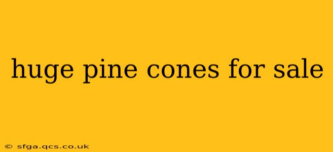huge pine cones for sale