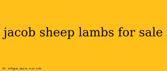 jacob sheep lambs for sale