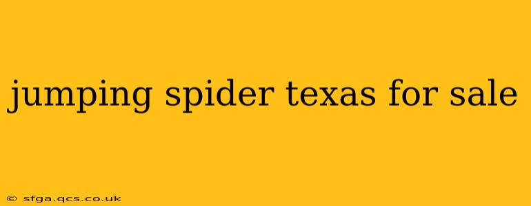 jumping spider texas for sale