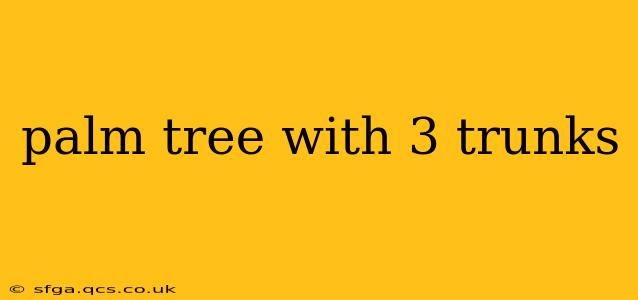 palm tree with 3 trunks