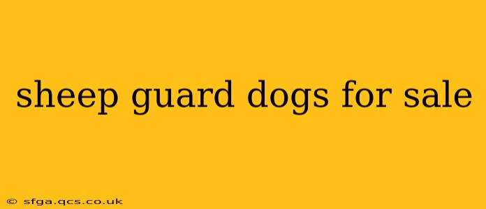 sheep guard dogs for sale