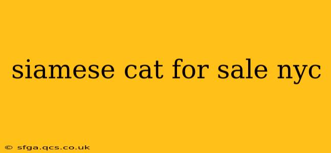 siamese cat for sale nyc