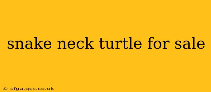 snake neck turtle for sale