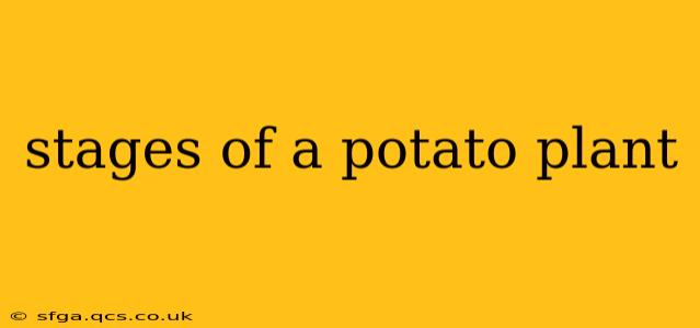 stages of a potato plant