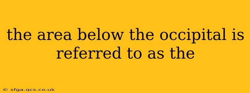 the area below the occipital is referred to as the