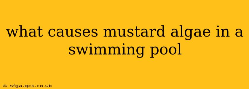 what causes mustard algae in a swimming pool