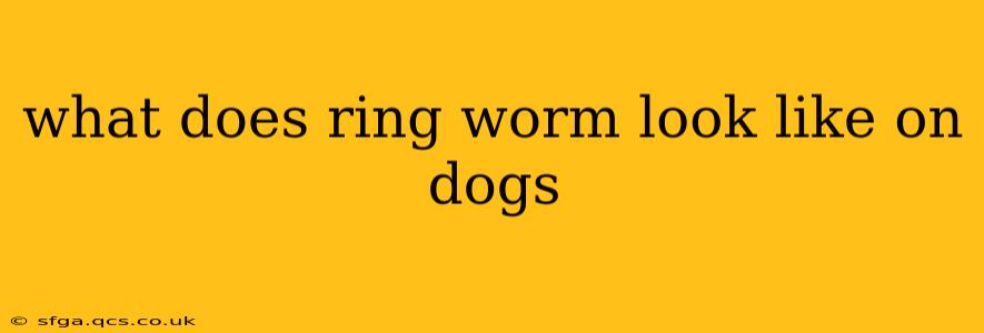 what does ring worm look like on dogs