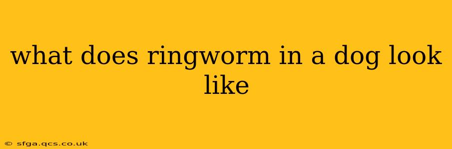 what does ringworm in a dog look like
