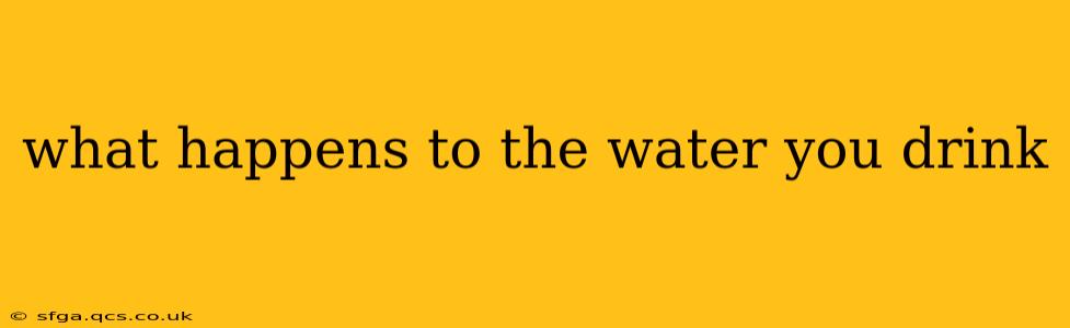 what happens to the water you drink