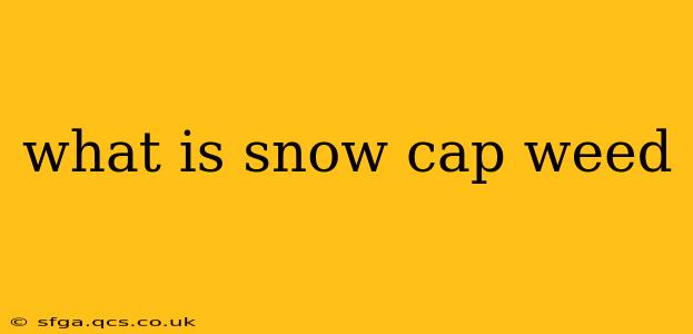 what is snow cap weed