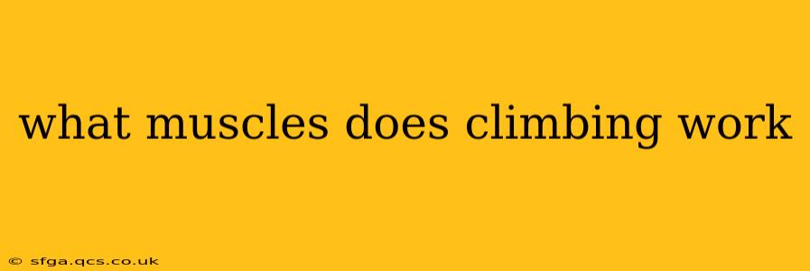 what muscles does climbing work