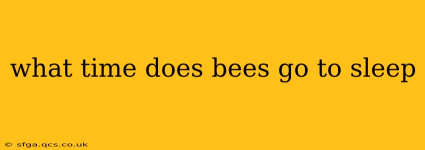 what time does bees go to sleep
