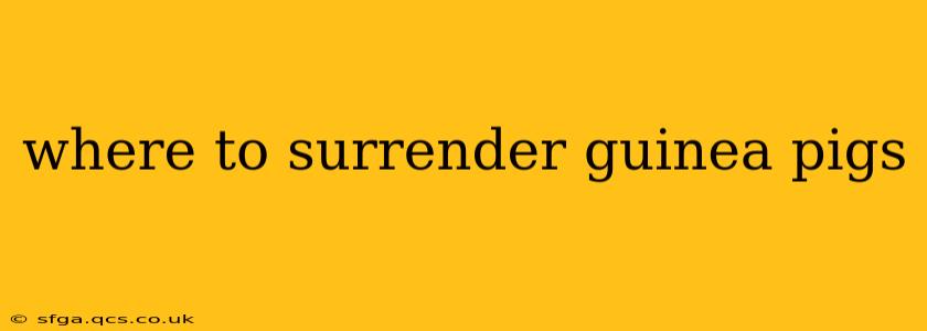 where to surrender guinea pigs