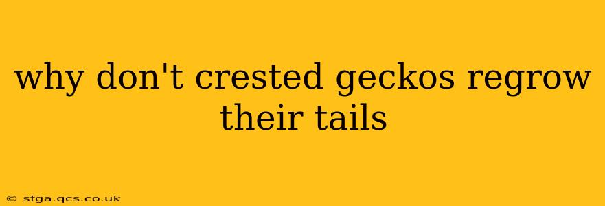 why don't crested geckos regrow their tails