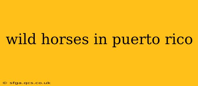 wild horses in puerto rico